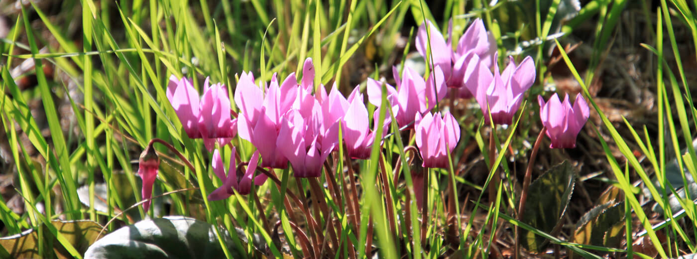 Cyclamen