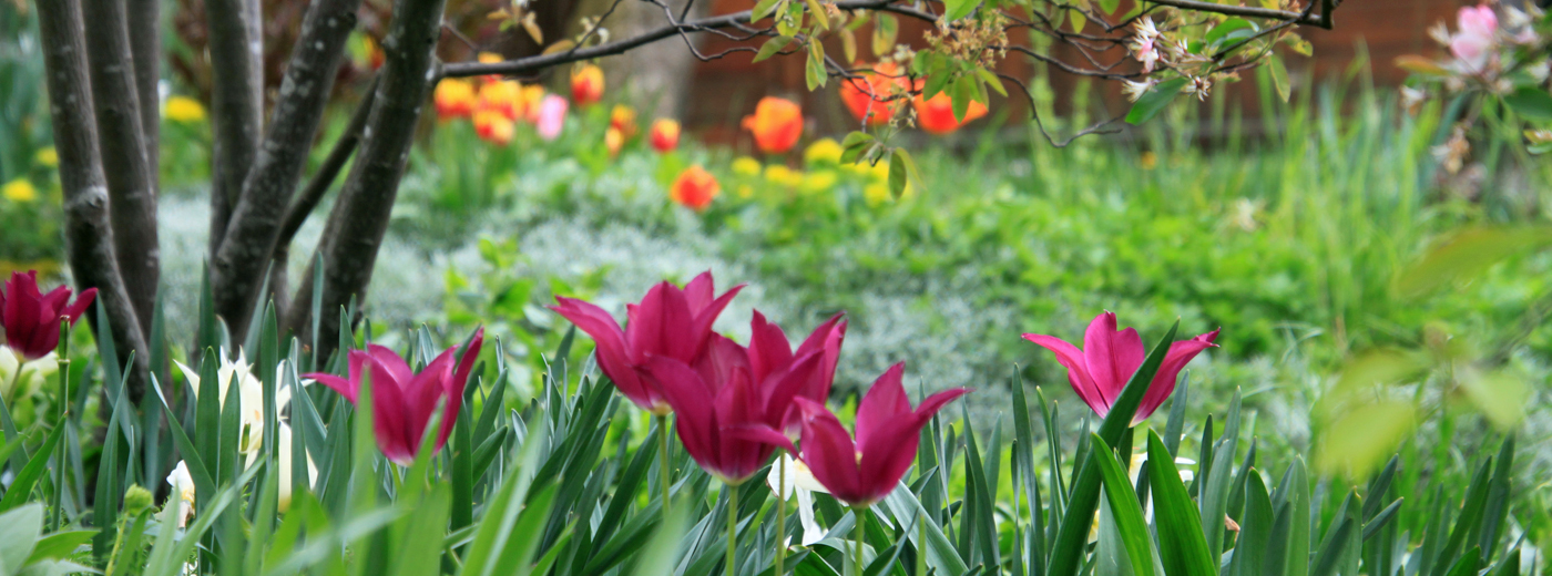 Tulpen im Garten